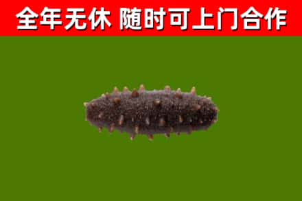 威远回收海参干